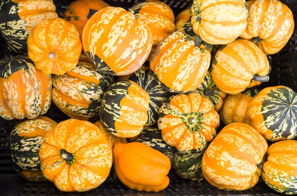 Zucca arancione e verde — Foto Stock