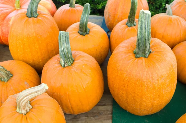 Display of fresh pumpkins — Stock Photo, Image