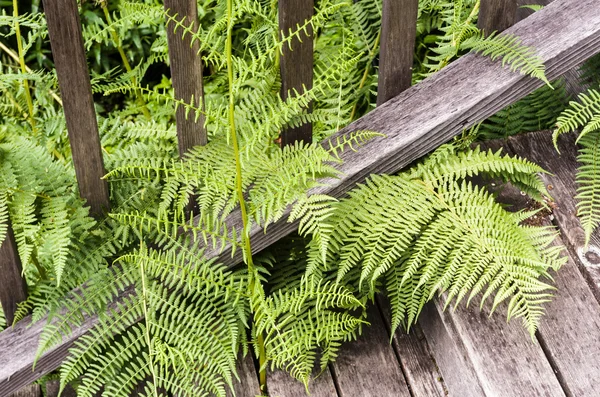 Ferns throug merdivenlerden büyüyen — Stok fotoğraf