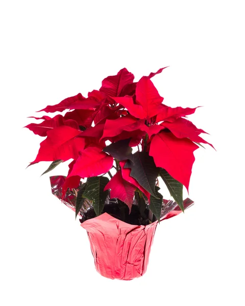 Poinsettia roja aislada en blanco —  Fotos de Stock