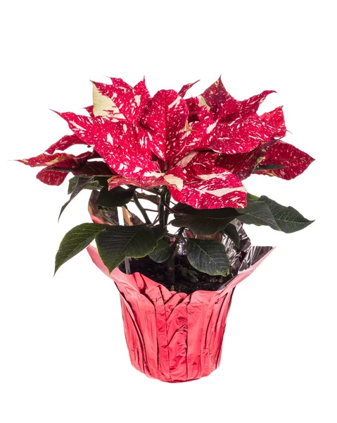 Rote und weiße Weihnachtssterne Blume — Stockfoto