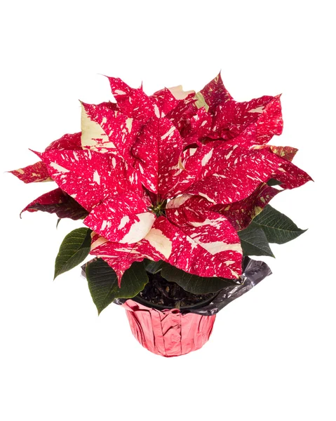 Vánoční hvězda červená a bílá květina na bílém pozadí — Stock fotografie