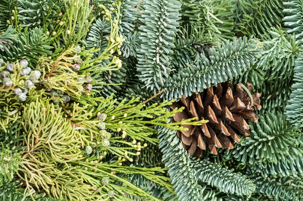 Bakgrund av evergreens för dekoration — Stockfoto