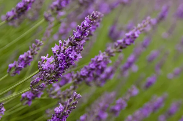 Lavendelbloemen in het veld — Stockfoto