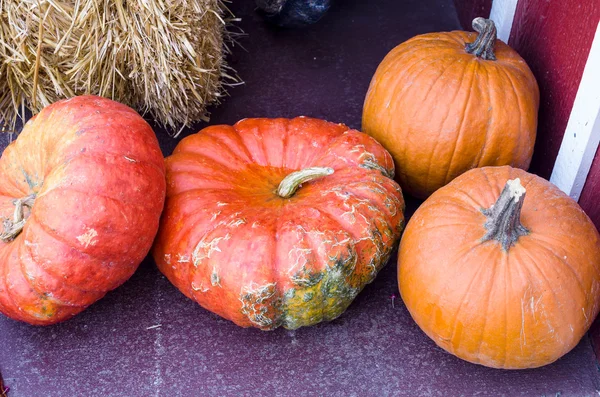 Pumpkins and hubbard squash — Stock Photo, Image