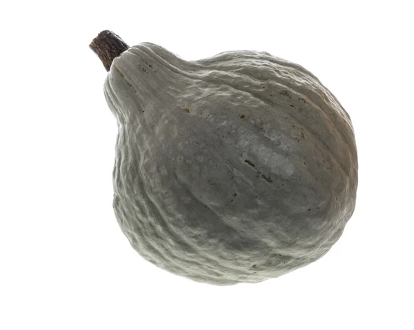 Niebieski hubbard squash na białym tle — Zdjęcie stockowe