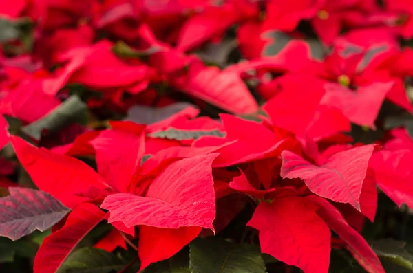 Kwiaty poinsettia z wypustkami jasny — Zdjęcie stockowe