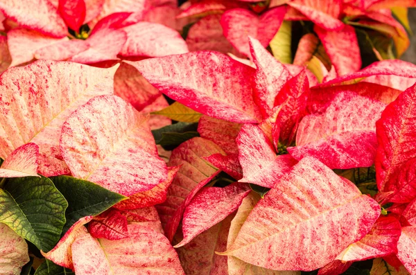 Flores de Poinsettia com brácteas brilhantes — Fotografia de Stock