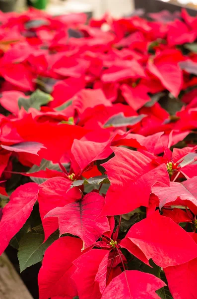 Red poinsettia flowers in bloom — Stock Photo, Image