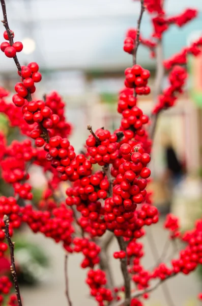 Red berries on a branch — Stock Photo, Image