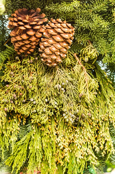 Decoração Evergreen com cone de pinho — Fotografia de Stock