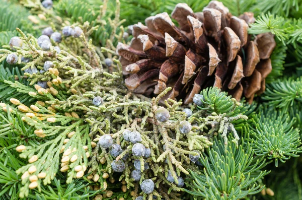 Evergreen decoration with pine cone — Stock Photo, Image