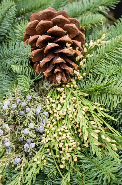 Evergreen decoration with pine cone — Stock Photo, Image