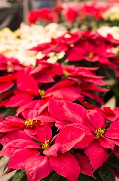 Flores de Poinsettia com brácteas brilhantes — Fotografia de Stock