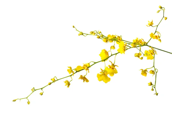 Flor amarela da orquídea isolada no branco — Fotografia de Stock