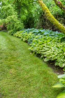 Landscaped garden scene with hosta plants clipart