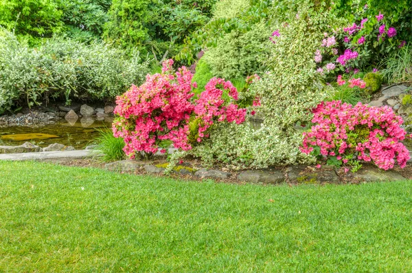 Landscaped garden scene with flowering azaleas