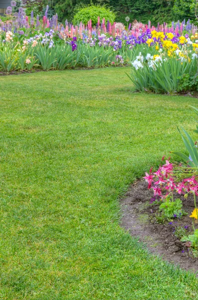 Paisajismo de jardín con iris florecientes —  Fotos de Stock