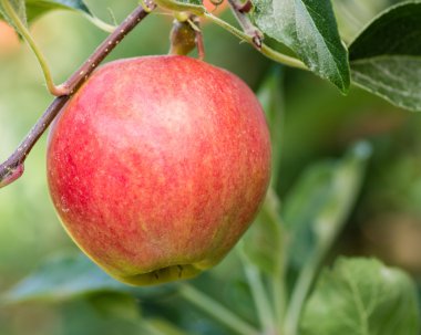 bir elma ağacı içinde tek gala elma