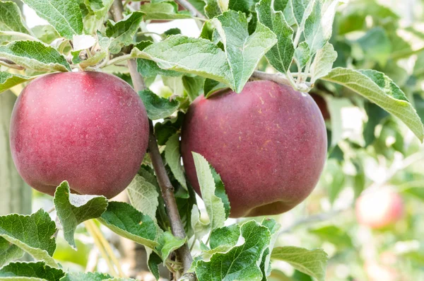 Zwei Jonathan-Äpfel hängen in einem Baum — Stockfoto