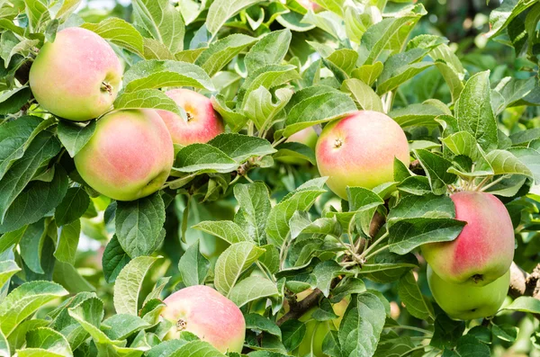 Vintern bananer äpplen i trädet — Stockfoto