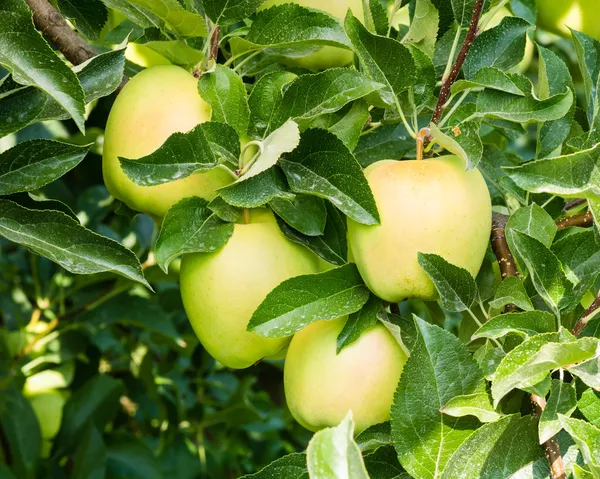 Golden Delicious apples in the tree — Stock Photo, Image