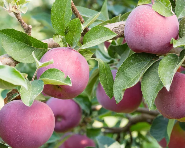 Empire apples in the apple tree — Stock Photo, Image