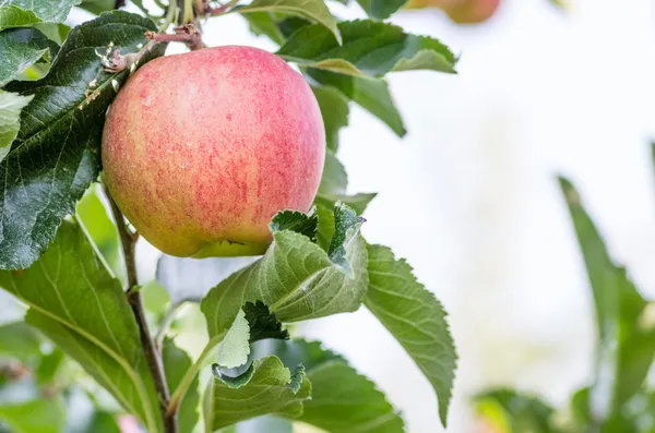 Гала-яблуко в яблучному саду — стокове фото