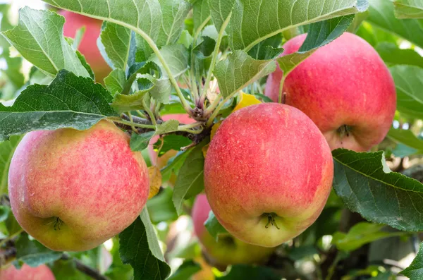 Гала-яблука висять на дереві Ліцензійні Стокові Зображення