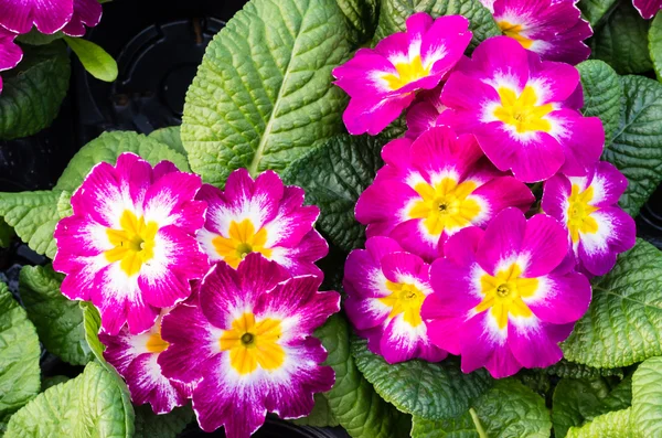 Två magentafärgade gömfröväxter primrose — Stockfoto