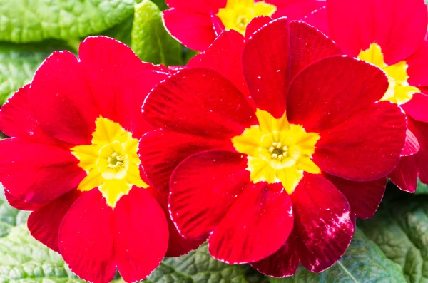 Red and yellow primrose flowers — Stock Photo, Image