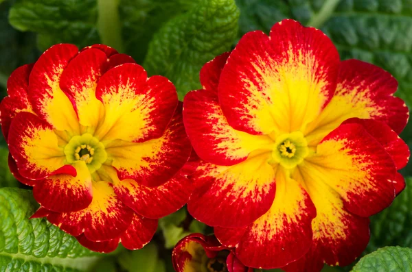 Primrose sapsız ve büyüyen 1