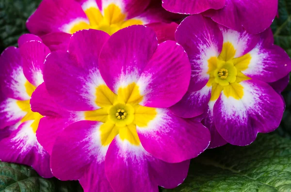 Magenta primrose flowers in full bloom — Stock Photo, Image