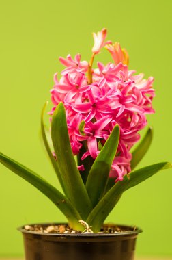 pembe sümbül çiçek