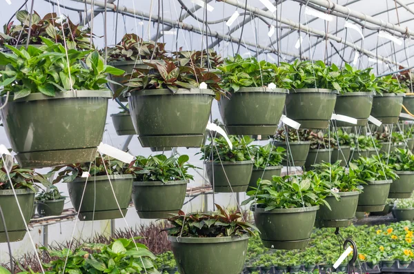 Hanging baskets growing in a greenhouse — Stock Photo, Image