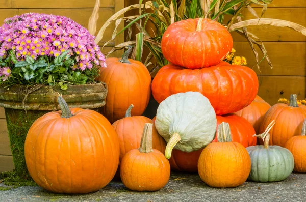 Display of fall pumpkin decorations — Stock Photo, Image