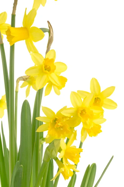 Flores de narciso amarelas como uma borda — Fotografia de Stock