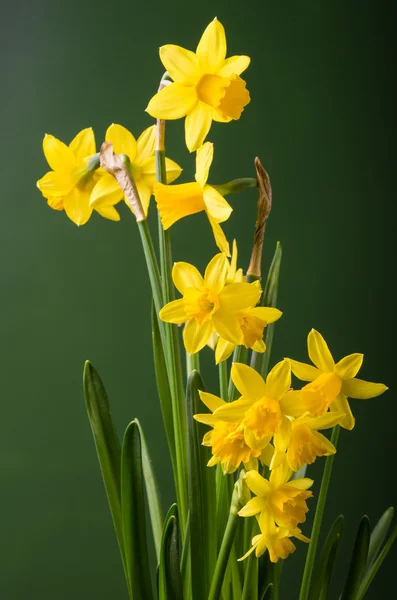 Yeşil arka plana sahip sarı nergis çiçekleri — Stok fotoğraf
