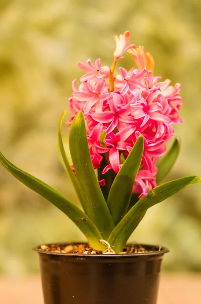 Růžový hyacinth v květu — Stock fotografie