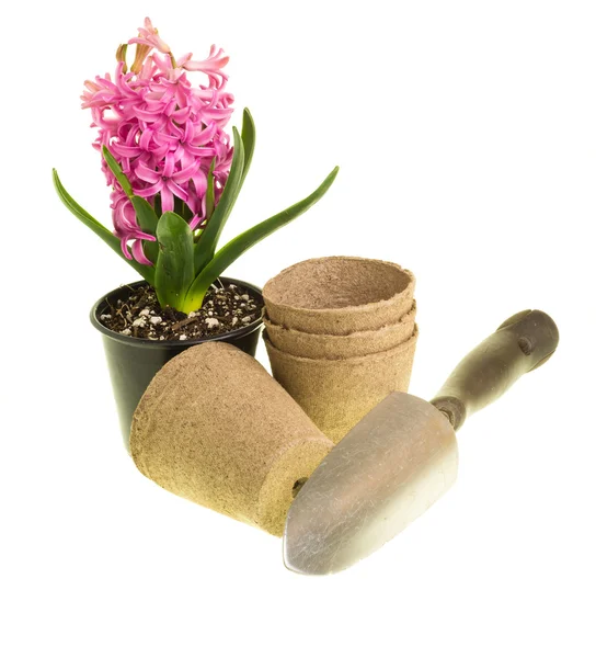 Pink Hyacinth in bloom with pots and trowel — Stock Photo, Image