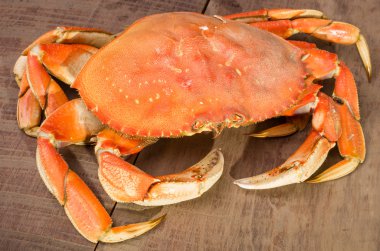 Dungeness Yengeç yemek hazır