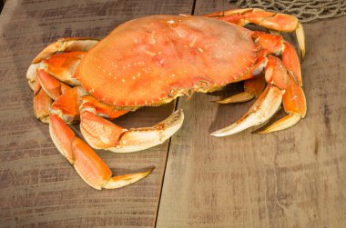 Dungeness Yengeç yemek hazır