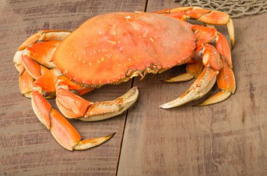 Dungeness Yengeç yemek hazır