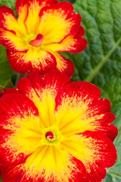 Червона квітка первоцвіту з зеленим листям — стокове фото