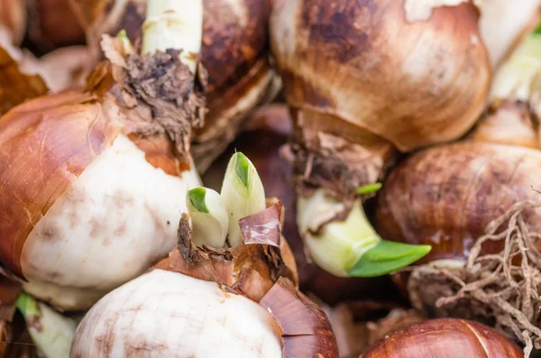 Bombillas de narciso listas para plantar — Foto de Stock