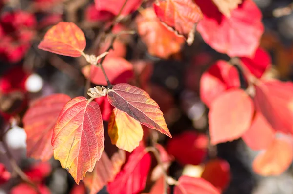 Красные осенние листья для использования в качестве фона — стоковое фото