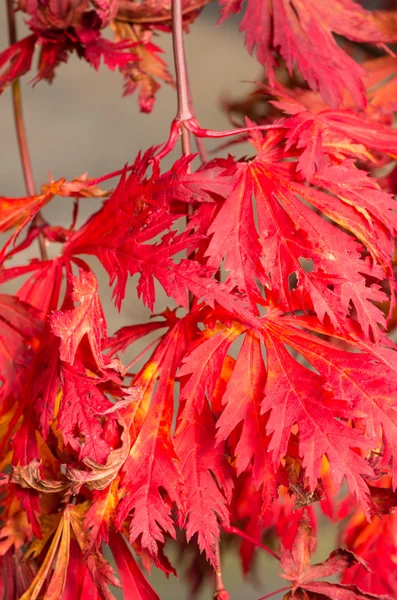 Яркие красные осенние листья — стоковое фото