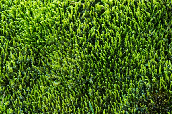 Текстура зеленого моху для тла — стокове фото