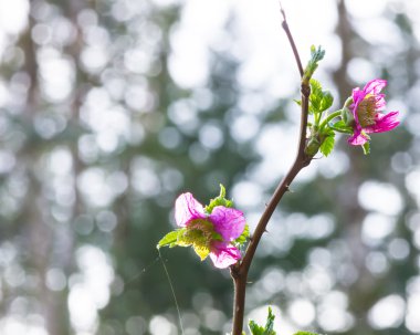 parlak sabah ışığı geri ışıklar kırmızı çiçekler