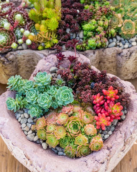 Plantas de sedum utilizadas para aplicaciones de techos verdes — Foto de Stock